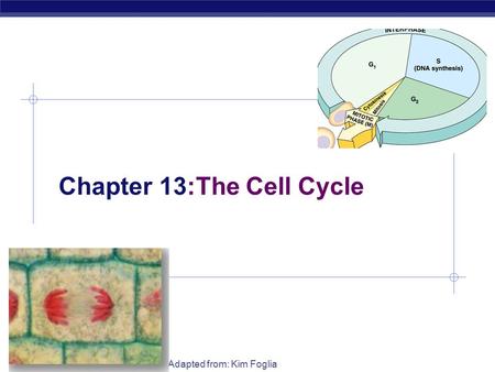 Chapter 13:The Cell Cycle