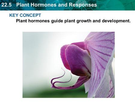 KEY CONCEPT  Plant hormones guide plant growth and development.