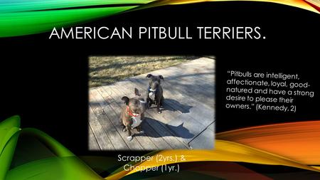 AMERICAN PITBULL TERRIERS. Scrapper (2yrs.) & Chopper (1yr.) “Pitbulls are intelligent, affectionate, loyal, good- natured and have a strong desire to.