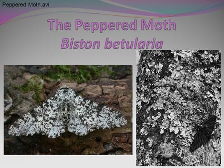 Peppered Moth.avi. Peppered moth Moth comes in two “versions”: