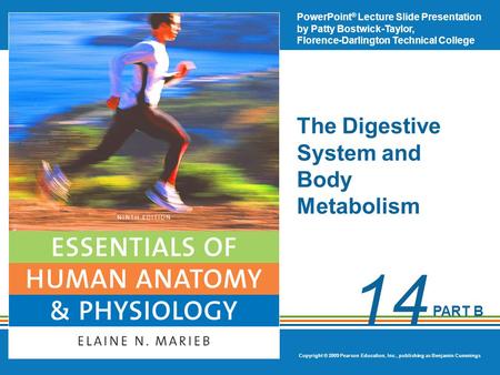 The Digestive System and Body Metabolism