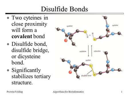 Disulfide Bonds Two cyteines in close proximity will form a covalent bond Disulfide bond, disulfide bridge, or dicysteine bond. Significantly stabilizes.