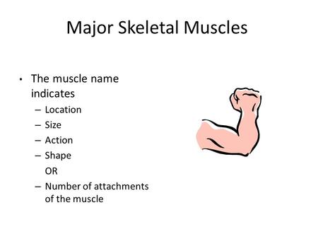 Major Skeletal Muscles