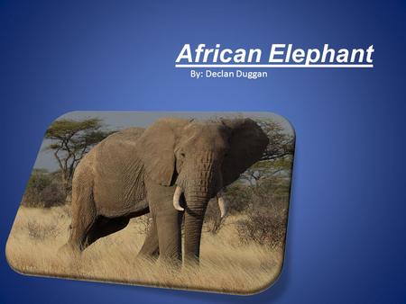 African Elephant By: Declan Duggan. Family Tree Timeline Paleocene 65.5 - 55.8 M.Y.A Eocene:55. 8-33.9 M.Y.A Oligocene: 33.9- 23.03 M.Y.A Miocene: 23.03-