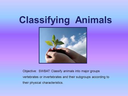 Classifying Animals Objective: SWBAT: Classify animals into major groups vertebrates or invertebrates and their subgroups according to their physical.