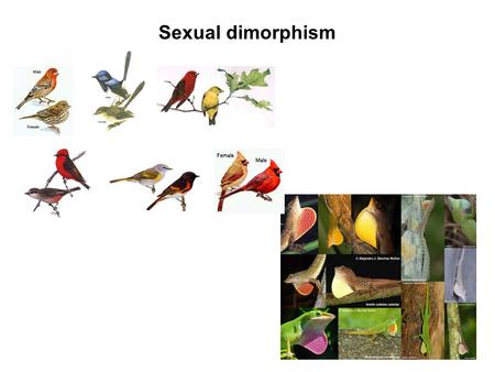 Sexual dimorphism. Sexual selection Is sexual selection different from natural selection? Darwin saw them as distinct - only sexual selection could produce.