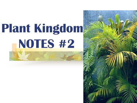 Plant Kingdom NOTES #2.
