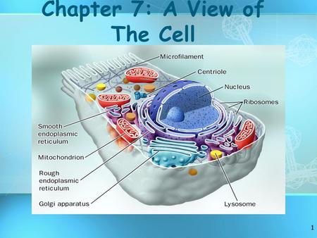 1 Chapter 7: A View of The Cell. 2 Review 3 What Are the Main Characteristics of organisms? 1.Made of CELLS 2.Require ENERGY (food) 3.REPRODUCE (species)