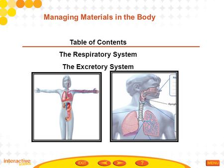 Managing Materials in the Body The Respiratory System
