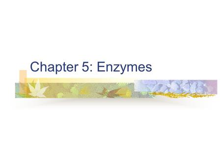 Chapter 5: Enzymes.