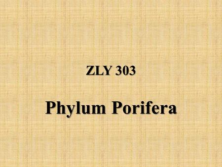 ZLY 303 Phylum Porifera.