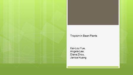 Tropism in Bean Plants Kai-Lou Yue, Angela Lee, Diana Zhou, Janice Huang.