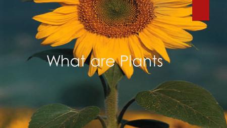 What are Plants Importance of plants WWithout plants life on earth would not exist.
