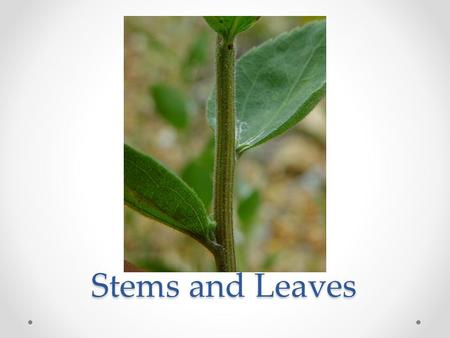 Stems and Leaves.