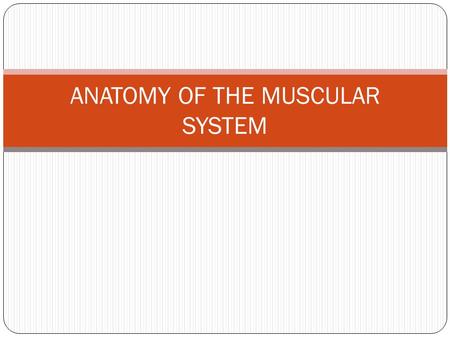 ANATOMY OF THE MUSCULAR SYSTEM