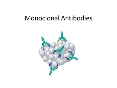 Monoclonal Antibodies. Antibodies have important uses beyond fighting infections in the body. Production of long-lasting monoclonal antibodies is a recent.
