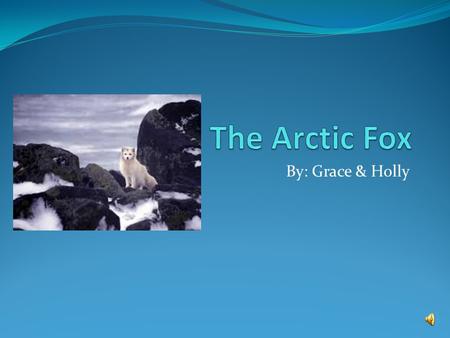 By: Grace & Holly Classification: To live in such cold places, Arctic foxes have several adaptations that allow them to survive. Their round, compact.