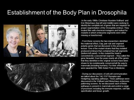 Establishment of the Body Plan in Drosophila -In the early 1980s Christiane Nusslein-Vollhard and Eric Weischaus (top left and middle) were seeking to.