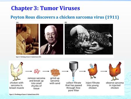 Chapter 3: Tumor Viruses Peyton Rous discovers a chicken sarcoma virus (1911)