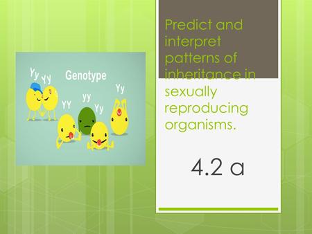 Predict and interpret patterns of inheritance in sexually reproducing organisms. 4.2 a.
