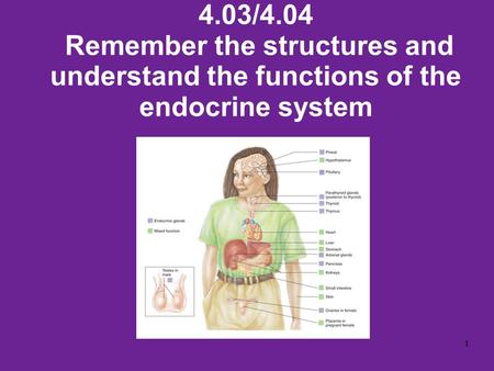 4.03/4.04 Remember the structures and understand the functions of the endocrine system 1.