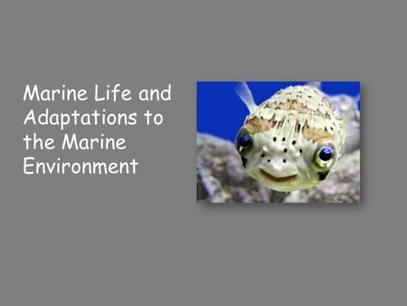 Marine Life and Adaptations to the Marine Environment.