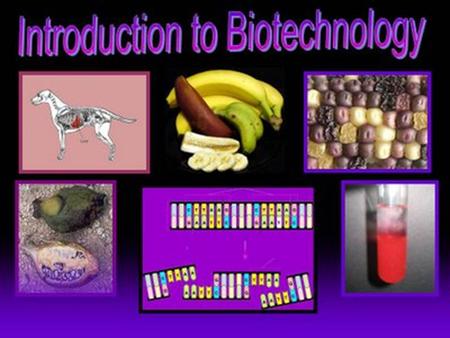 Biotechnology. LIKE History of Genetic Engineering Before technology, humans were using the process of selective breeding to produce the type of organism.