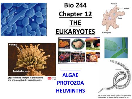 Bio 244 Chapter 12 THE EUKARYOTES