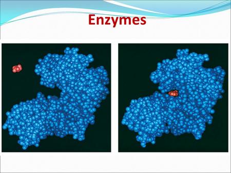 Enzymes. What is an enzyme? globular protein which functions as a biological catalyst, speeding up reaction rate by lowering activation energy without.