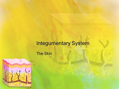 Integumentary System The Skin. 3 Main Layers of Tissue 1.Epidermis – outermost layer of the skin Made up of 5 smaller layers No blood vessels or nerve.