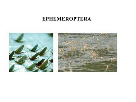 EPHEMEROPTERA. Two theories of flight Entognatha Archaeognatha Zygentoma = Thysanura Ephemeroptera Odonata Plecoptera Embiodea Zoraptera Dermaptera Grylloblattodea.
