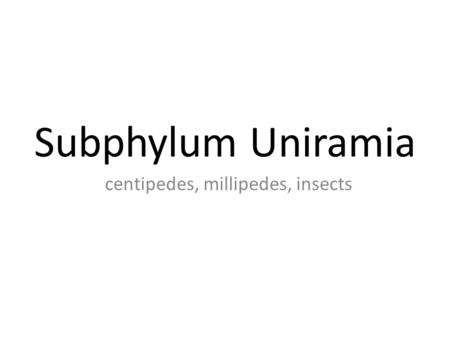 Subphylum Uniramia centipedes, millipedes, insects.