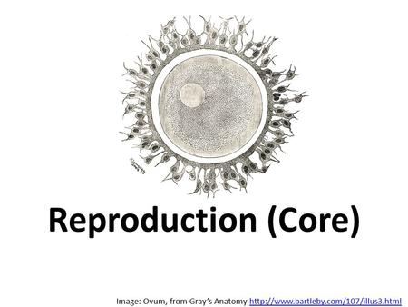 Reproduction (Core) Image: Ovum, from Gray’s Anatomy