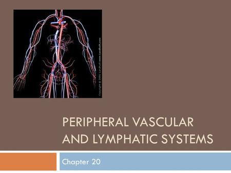 Peripheral Vascular And Lymphatic Systems