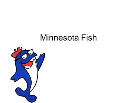 Minnesota Fish. Fast Facts: 54 Native species of fish in Minnesota Lakes 100 more species not native or living in streams.