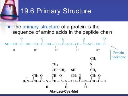 19.6 Primary Structure The primary structure of a protein is the sequence of amino acids in the peptide chain Protein backbone Ala-Leu-Cys-Met.