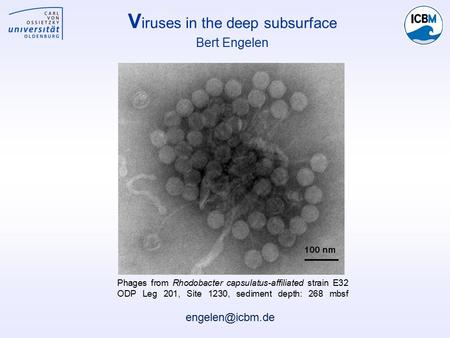 V iruses in the deep subsurface Bert Engelen Phages from Rhodobacter capsulatus-affiliated strain E32 ODP Leg 201, Site 1230, sediment depth: 268 mbsf.