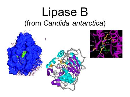 Lipase B (from Candida antarctica). Introduction Lipases are a group of enzymes that hydrolyze triglycerides at the lipid- water interface. Triglycerides.