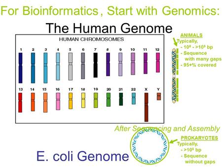 E. coli Genome PROKARYOTES Typically, - >10 6 bp - Sequence without gaps ANIMALS Typically, - 10 8 - >10 9 bp - Sequence with many gaps - 95+% covered.