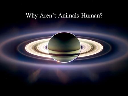 Why Aren’t Animals Human?. Life is primordial; animals are ancient; humans are very recent.