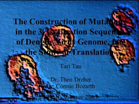 The Construction of Mutations in the 3 Cyclization Sequence of Dengue Virus Genome, for the Study of Translation Tari Tan Dr. Theo Dreher Dr. Connie Bozarth.
