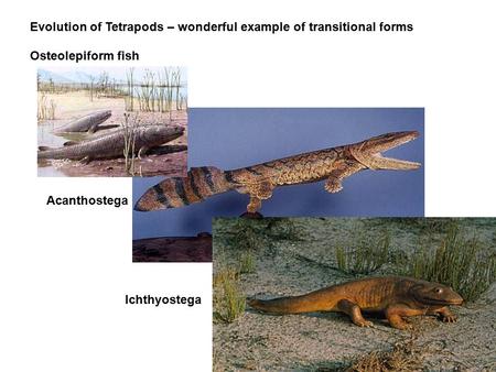 Osteolepiform fish Ichthyostega Acanthostega Evolution of Tetrapods – wonderful example of transitional forms.