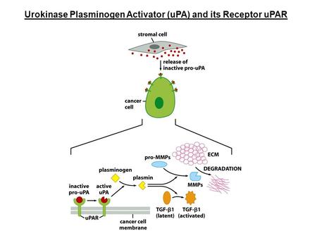 Urokinase Plasminogen Activator (uPA) and its Receptor uPAR.