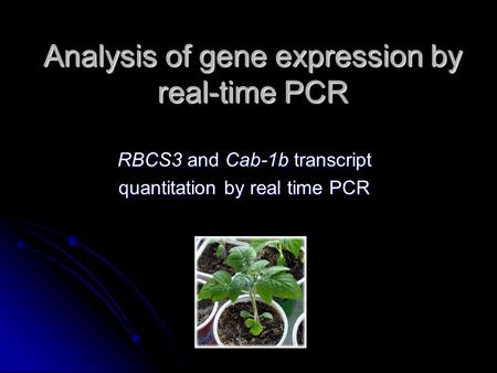 Analysis of gene expression by real-time PCR RBCS3 and Cab-1b transcript quantitation by real time PCR.