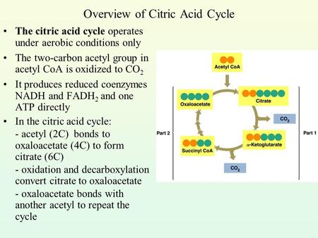 Overview of Citric Acid Cycle The citric acid cycle operates under aerobic conditions only The two-carbon acetyl group in acetyl CoA is oxidized to CO.
