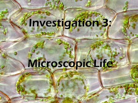 Investigation 3: Microscopic Life. At the end of Investigation 3 you will be able to: Examine and identify the structures of unicellular and multicellular.