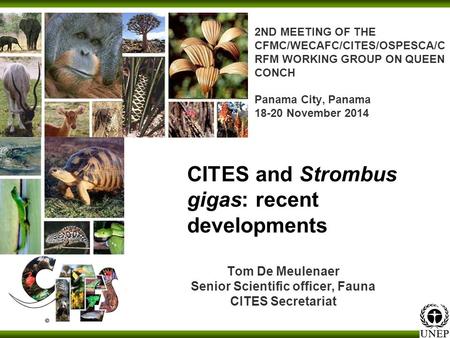 2ND MEETING OF THE CFMC/WECAFC/CITES/OSPESCA/C RFM WORKING GROUP ON QUEEN CONCH Panama City, Panama 18-20 November 2014 Tom De Meulenaer Senior Scientific.