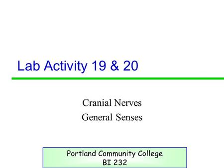 Lab Activity 19 & 20 Cranial Nerves General Senses Portland Community College BI 232.
