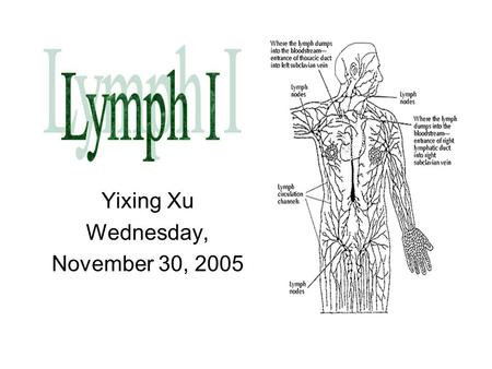 Yixing Xu Wednesday, November 30, 2005. Central = Primary lymphoid tissue Site of maturation of the cells of the immune system Bone marrow –B cells, monocytes,