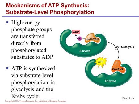Copyright © 2004 Pearson Education, Inc., publishing as Benjamin Cummings  High-energy phosphate groups are transferred directly from phosphorylated substrates.